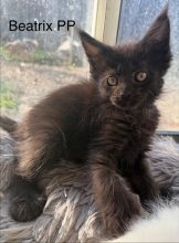 CHATTERIE DE LA FORET D&rsquo;ACADIA