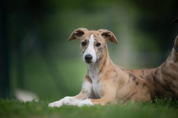 DES PLAINES DES BRUYERES – Whippet et Golden Retriever - Image 7