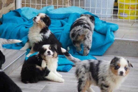 OF DARLING DOG - Image 10