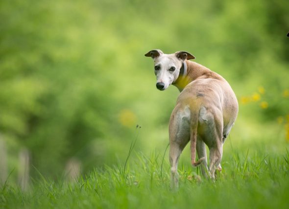 DES PLAINES DES BRUYERES – Whippet et Golden Retriever - Image 17