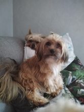 La bande à Bibou élevage de morkies
