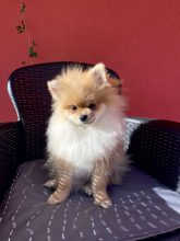 ELEVAGE MERCOTTE Bichon frisé- Spitz