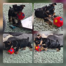 DESSE VALERIE     ELEVEUR  DE YORKSHIRE TERRIER  DANS LE 59540