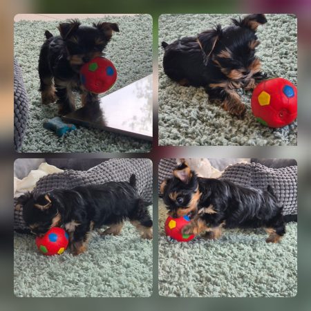 DESSE VALERIE     ELEVEUR  DE YORKSHIRE TERRIER  DANS LE 59540 - Image 1