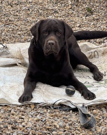 Du Royaume du Labrador et sa chocolaterie - Image 10