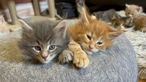 CHATTERIE DU MONT D ANGELYS - Image 7