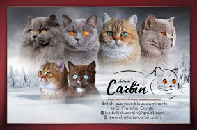 CARBIN