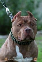 JAGUAR BULLY KENNEL