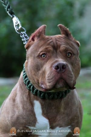 JAGUAR BULLY KENNEL - Image 3