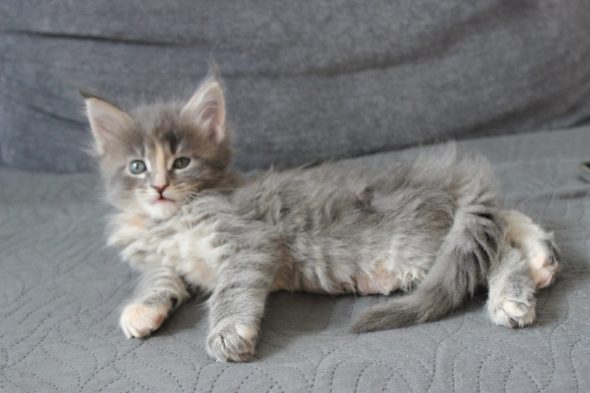 PLUME’S LITTLEPAWS - Image 15