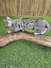 CHATTERIE DES TERRES DE GAIA