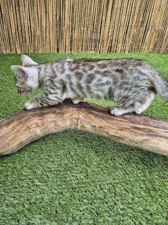 CHATTERIE DES TERRES DE GAIA - Image 4