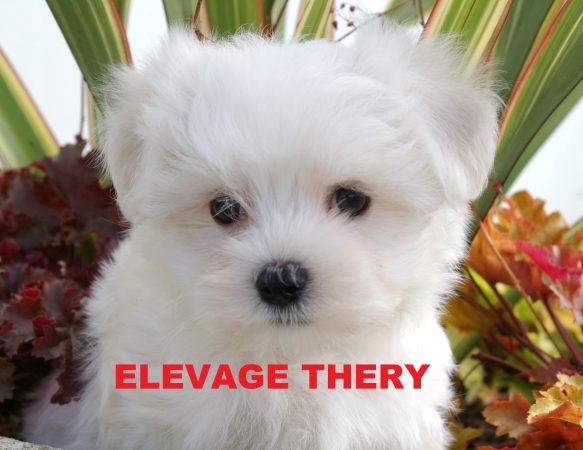 SAS THERY - Image 6
