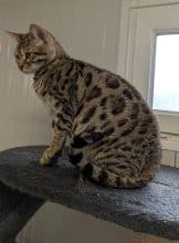 LA CHATTERIE DES REX&rsquo;POILS