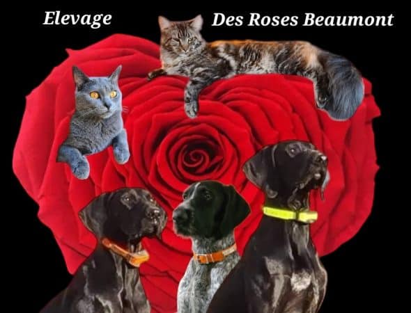 DES ROSES BEAUMONT - Image 1