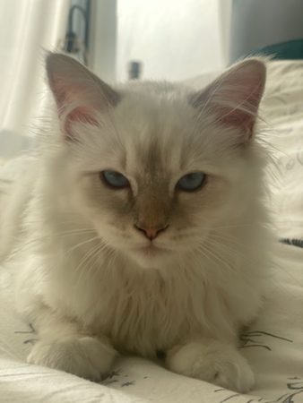Chatterie de la Baste Dorée - Image 3