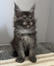 CHATTERIE MAINE COONS OF IRISH TOUCH
