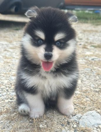 Elevage Mini Pomsky - Image 1