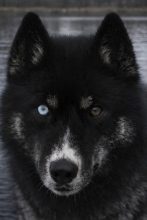 LEGENDARY WHITE FANG