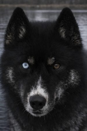 LEGENDARY WHITE FANG - Image 1