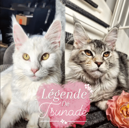 CHATTERIE DE LA LEGENDE DE TSUNADE - Image 1