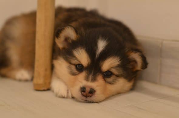 OPAL AUSSIE - Image 44