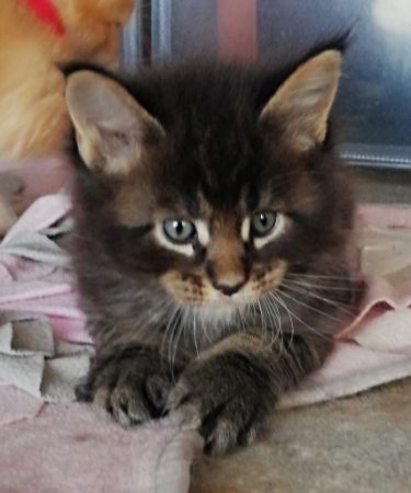 CHATTERIE DE L ILE BOISSEAU - Image 10