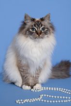 CHATTERIE AUX PERLES D O