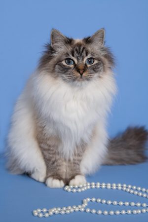 CHATTERIE AUX PERLES D O - Image 4