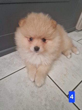 SPITZ CHOUNE - Image 1