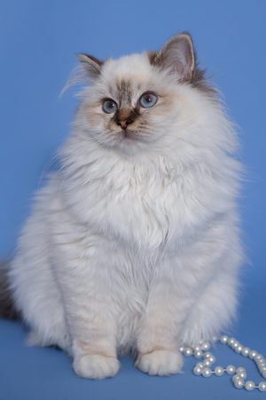 CHATTERIE AUX PERLES D O - Image 18
