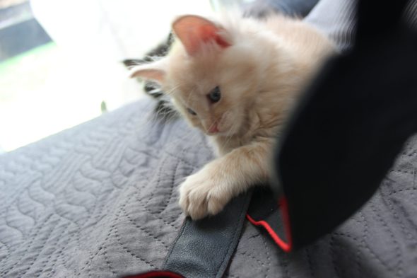 PLUME’S LITTLEPAWS - Image 53