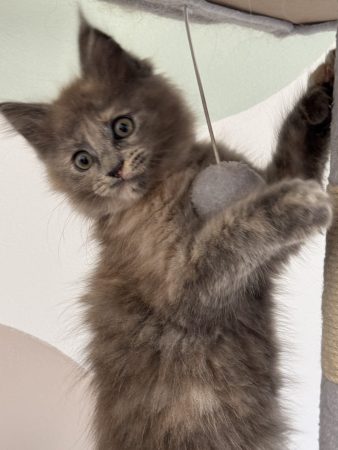 DE L EMPIRE DES MARAIS - Image 10