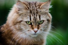 CHATTERIE DES COSMOPOLITAINS