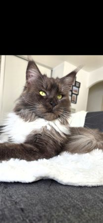 CHATTERIE DES NOELLYCAT COONS - Image 14