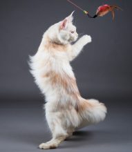 CHATTERIE LEIMGRABEN ET COON&rsquo;S