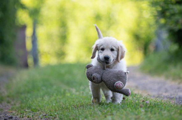 DES PLAINES DES BRUYERES – Whippet et Golden Retriever - Image 32