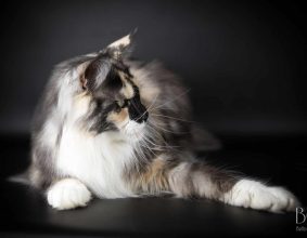 CHATTERIE DES CHALESIENS