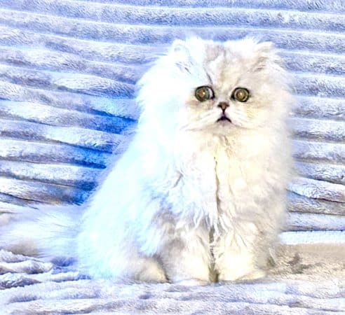 CHATTERIE D YSANDRIFA - Image 2