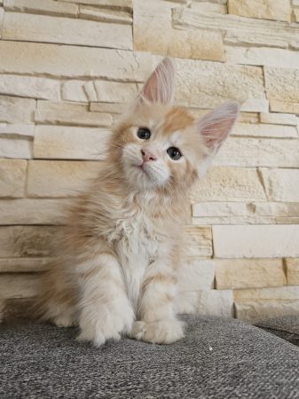 LITTLE LEGEND - Image 8