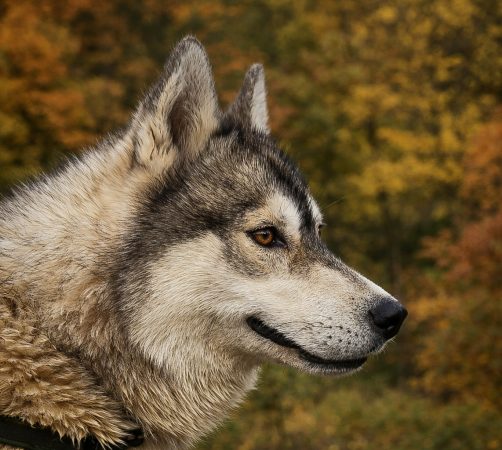 LEGENDARY WHITE FANG - Image 3
