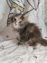 LA CLOCHETTE DU RAGCOON
