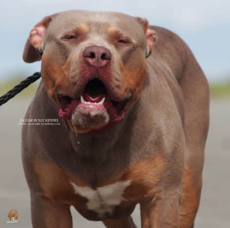 JAGUAR BULLY KENNEL - Image 24