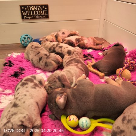Love is a DOG - Image 12