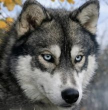 LEGENDARY WHITE FANG