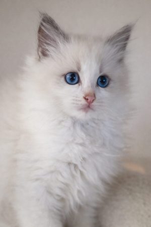 LITTLE LOVING PAWS - Image 7