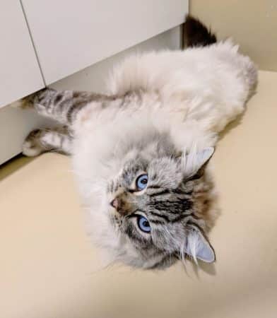 DE MIDORI NEKO - Image 9