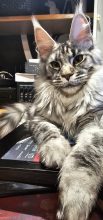 CHATTERIE DES NOELLYCAT COONS
