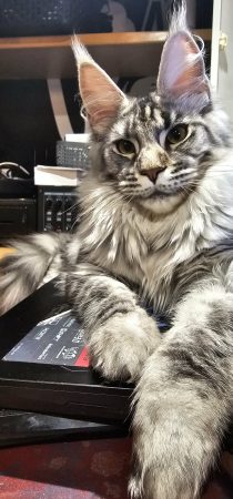 CHATTERIE DES NOELLYCAT COONS - Image 2
