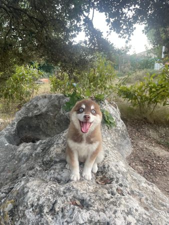 LES POMSKY DE ST ROMAN - Image 8